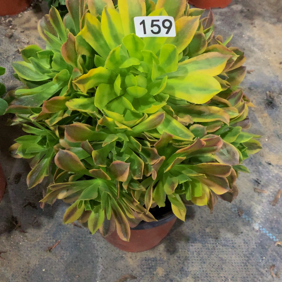 159多肉植物盆栽