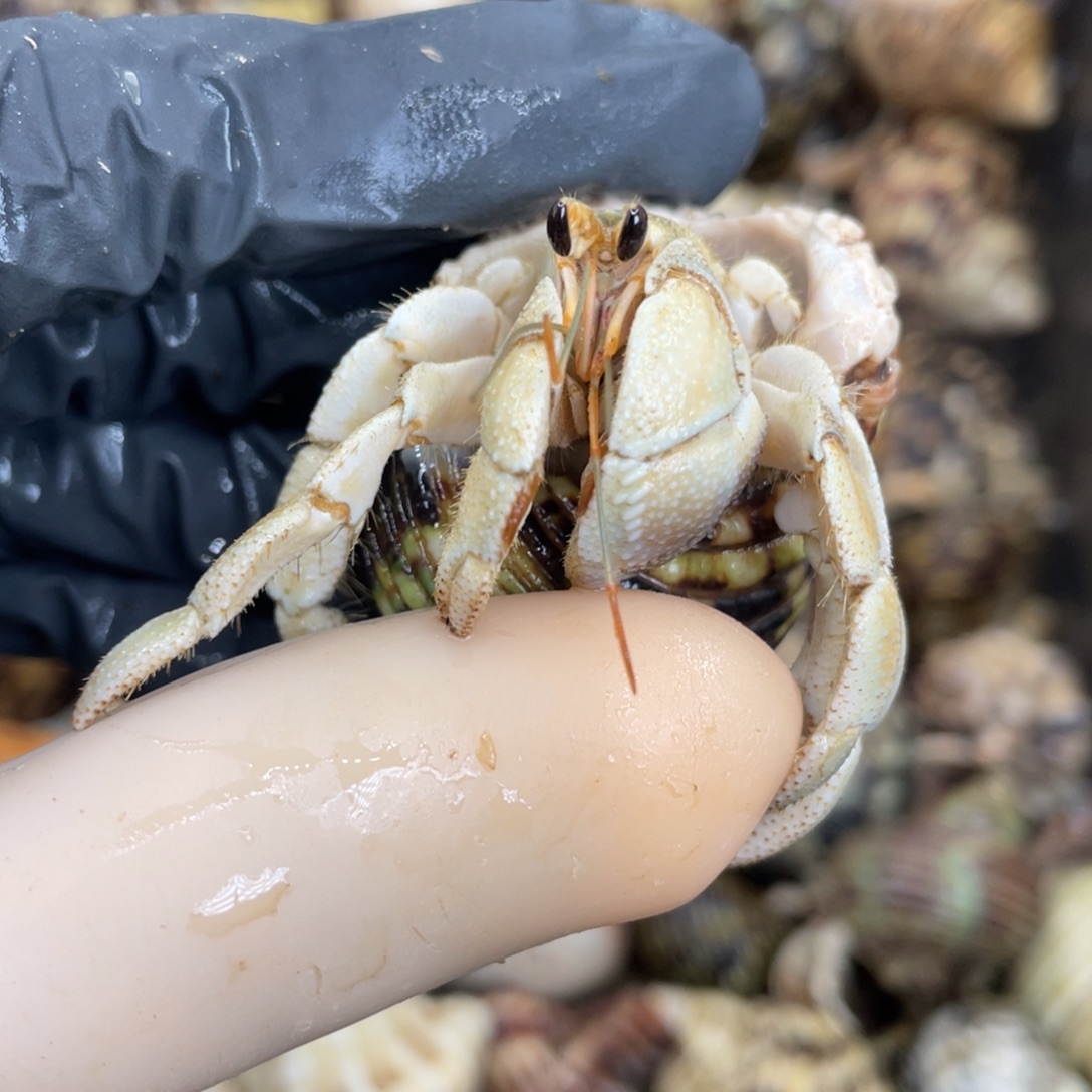 活体宠物不退不换45