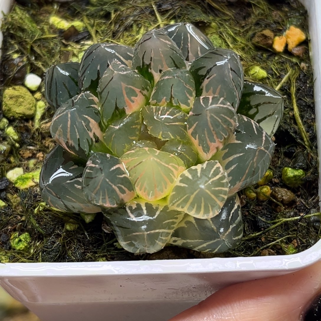 34糊斑龙爪玉露锦福利专场