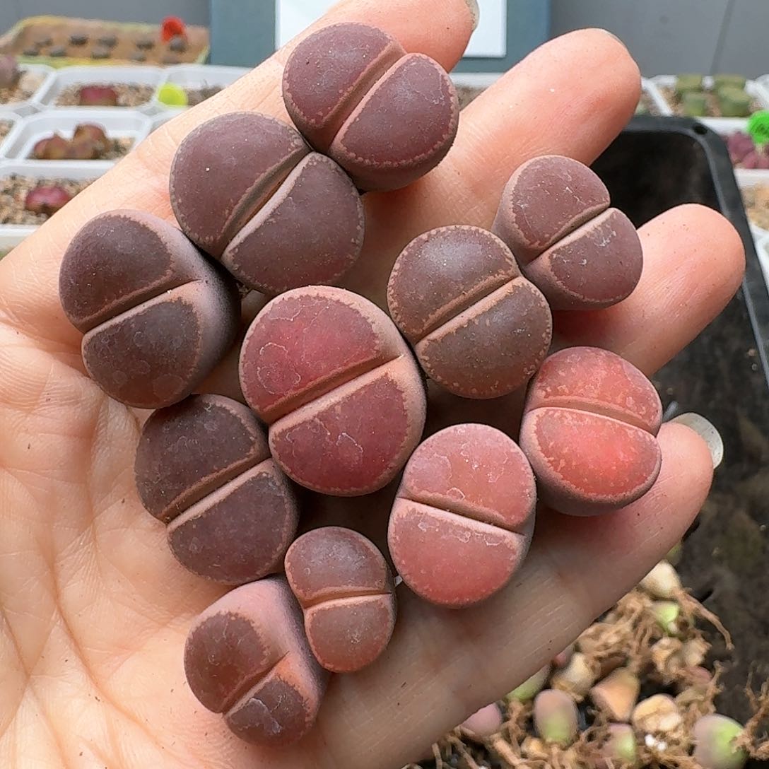 清框特价福利23079