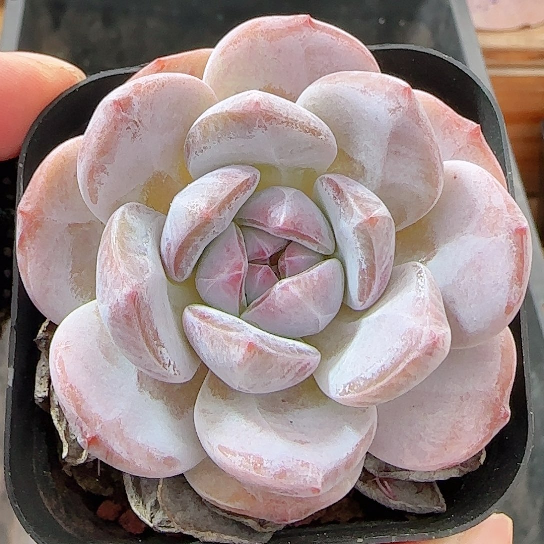 多肉0960--122石榴籽星影