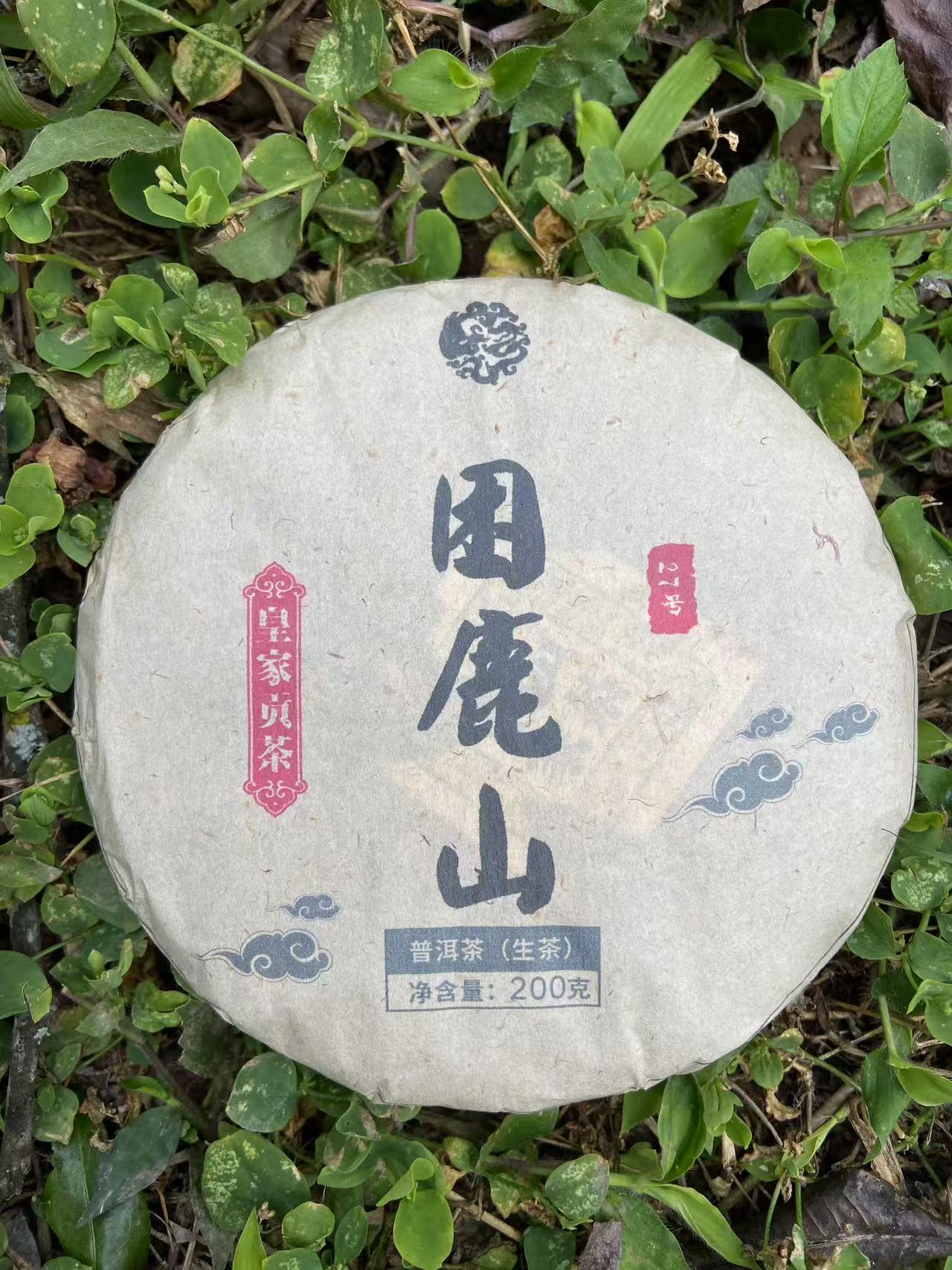 2023年困鹿山黄金叶 1000g/提   生茶  普洱茶