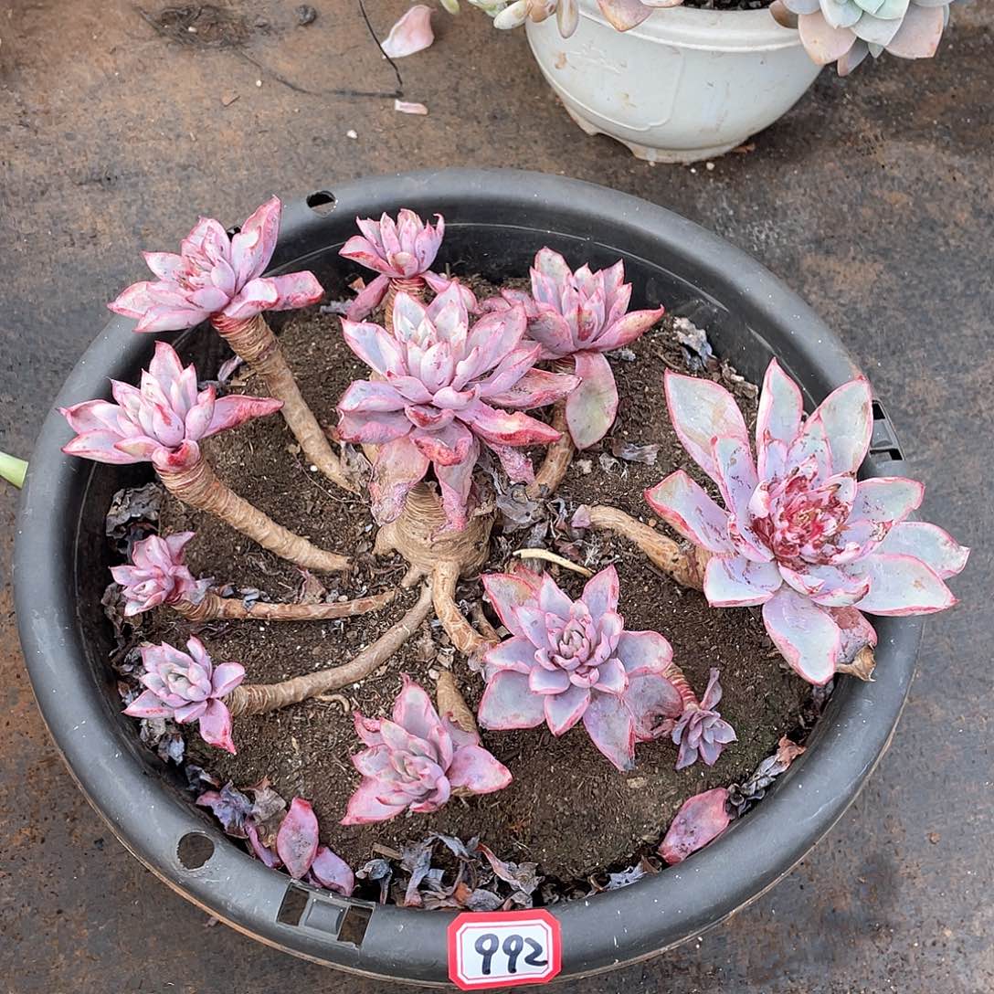 992赫拉 一物一拍多肉