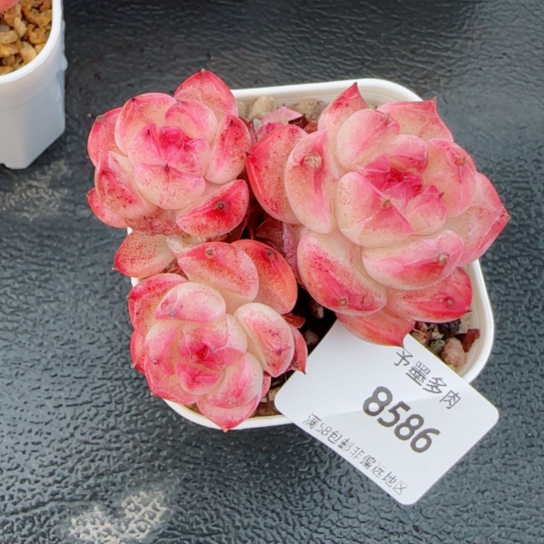 森林玫果，8586多肉