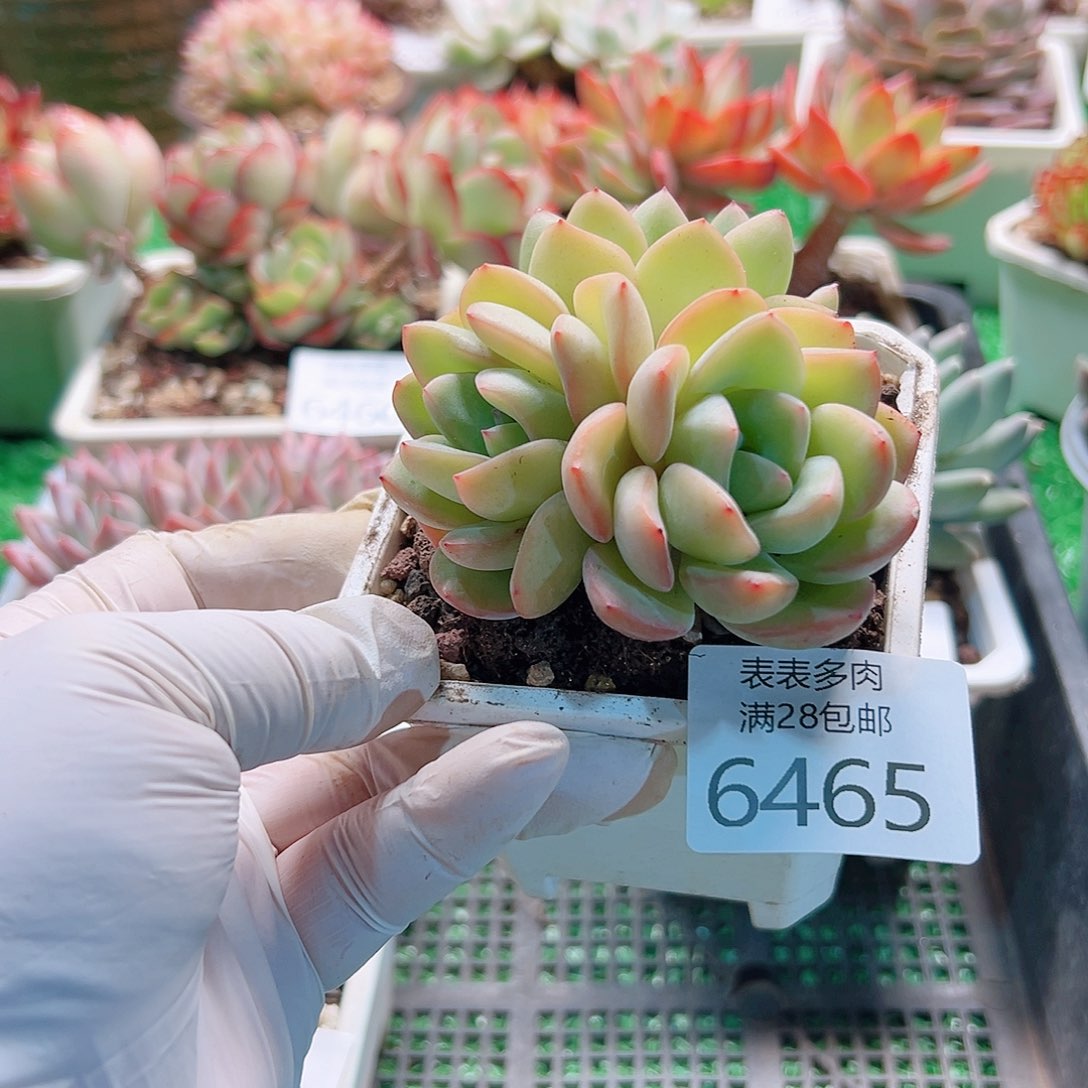 无花朵多肉一物一拍6465