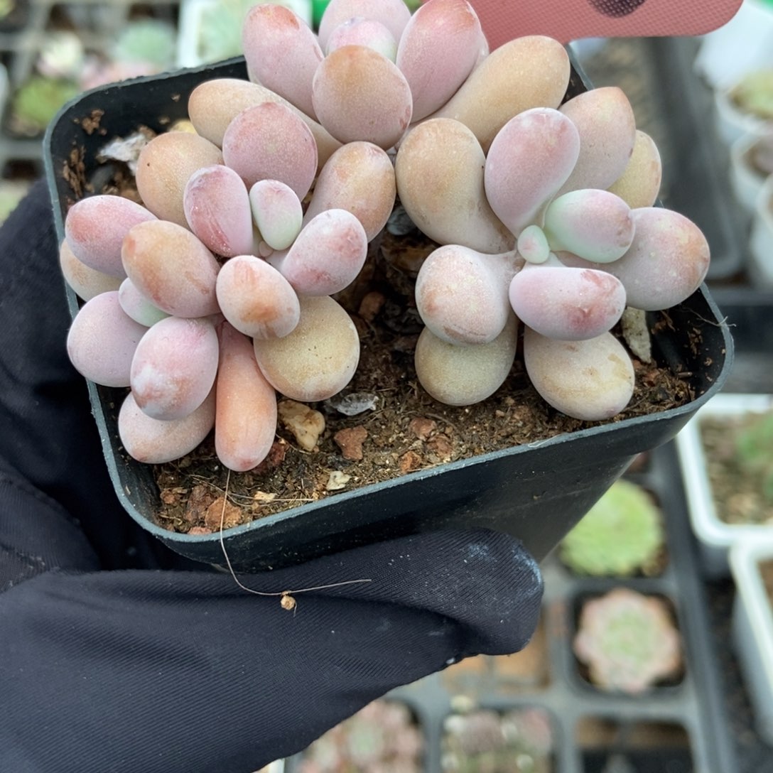 7006桃蛋多肉植物多肉