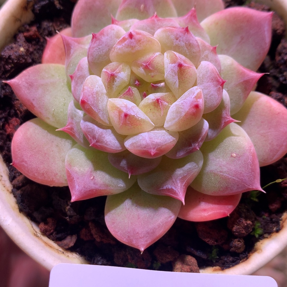 乐然 8-25 秘境冰魄 