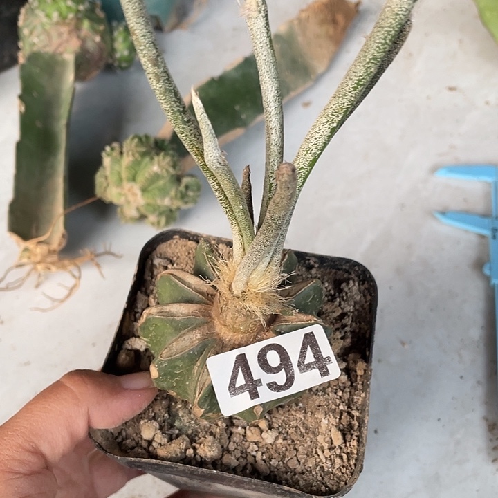 494号美杜莎草球嫁接脱土