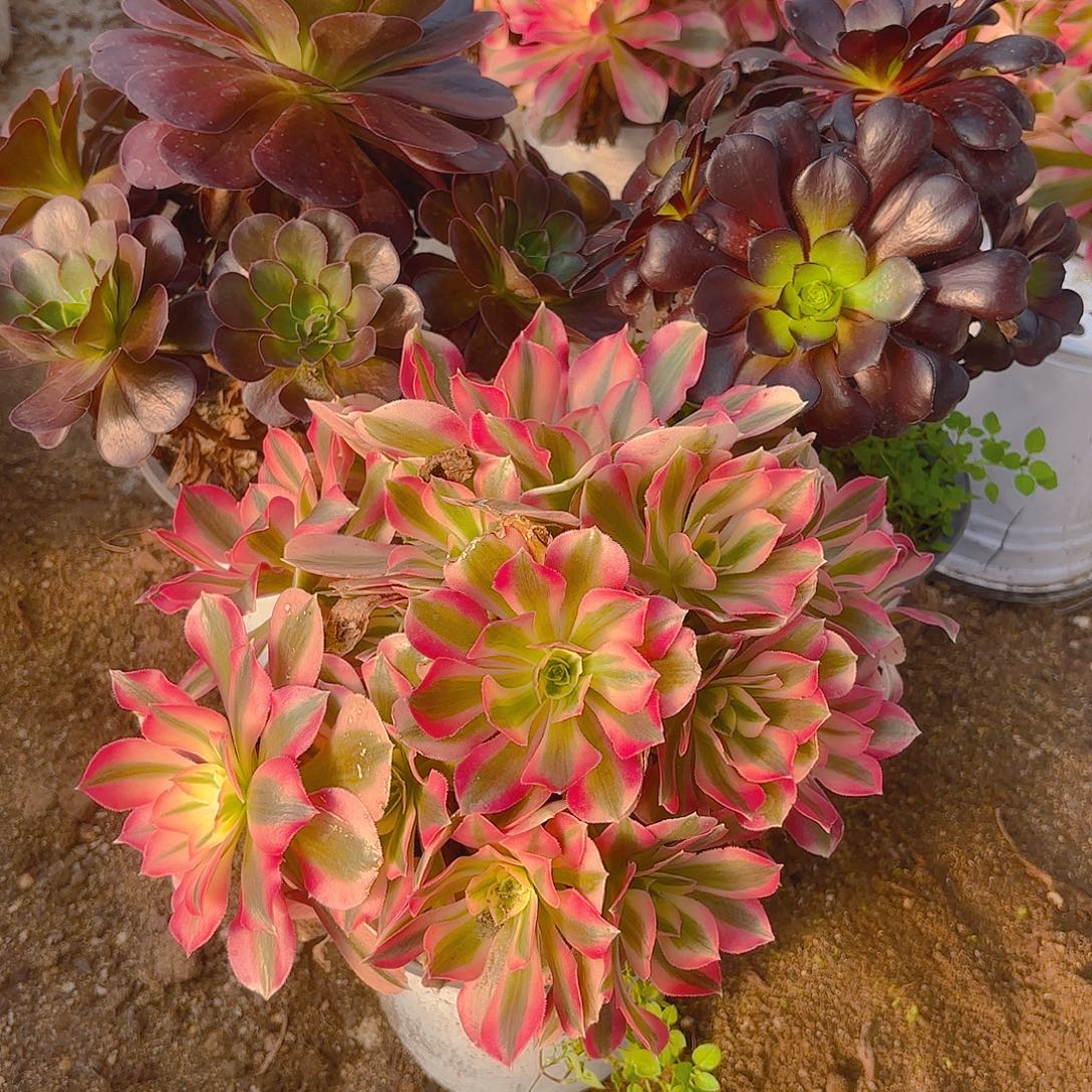 女巫魔法师魅金多肉植物