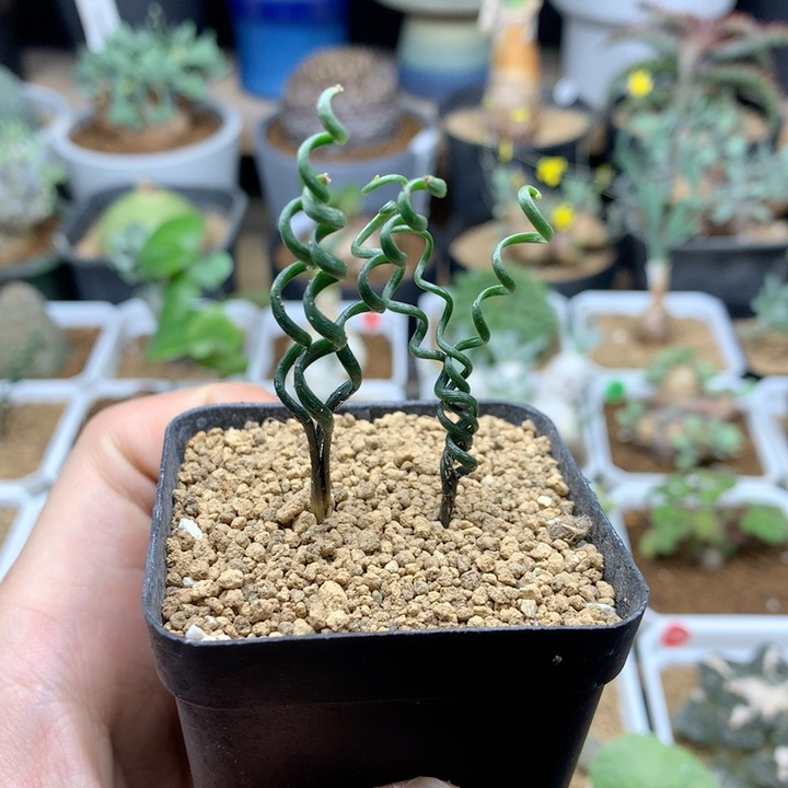 2颗钢丝弹簧草带盆