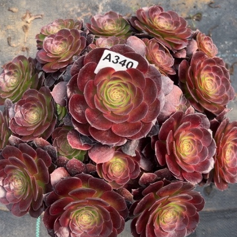 370赤焰莲有断枝