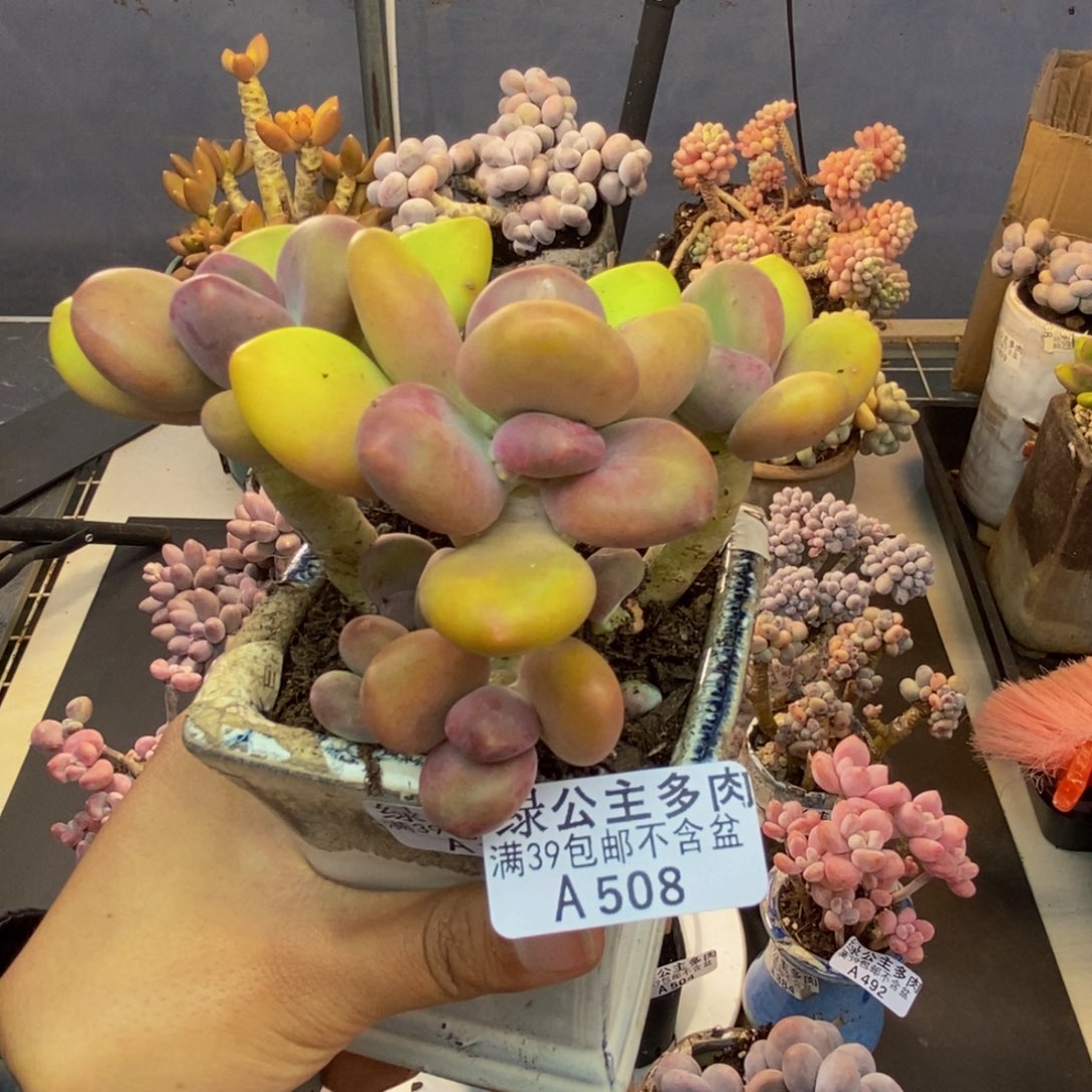 508芒果奶多肉11cm