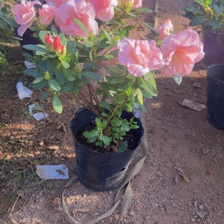 完全开放桃梅锦杜鹃花