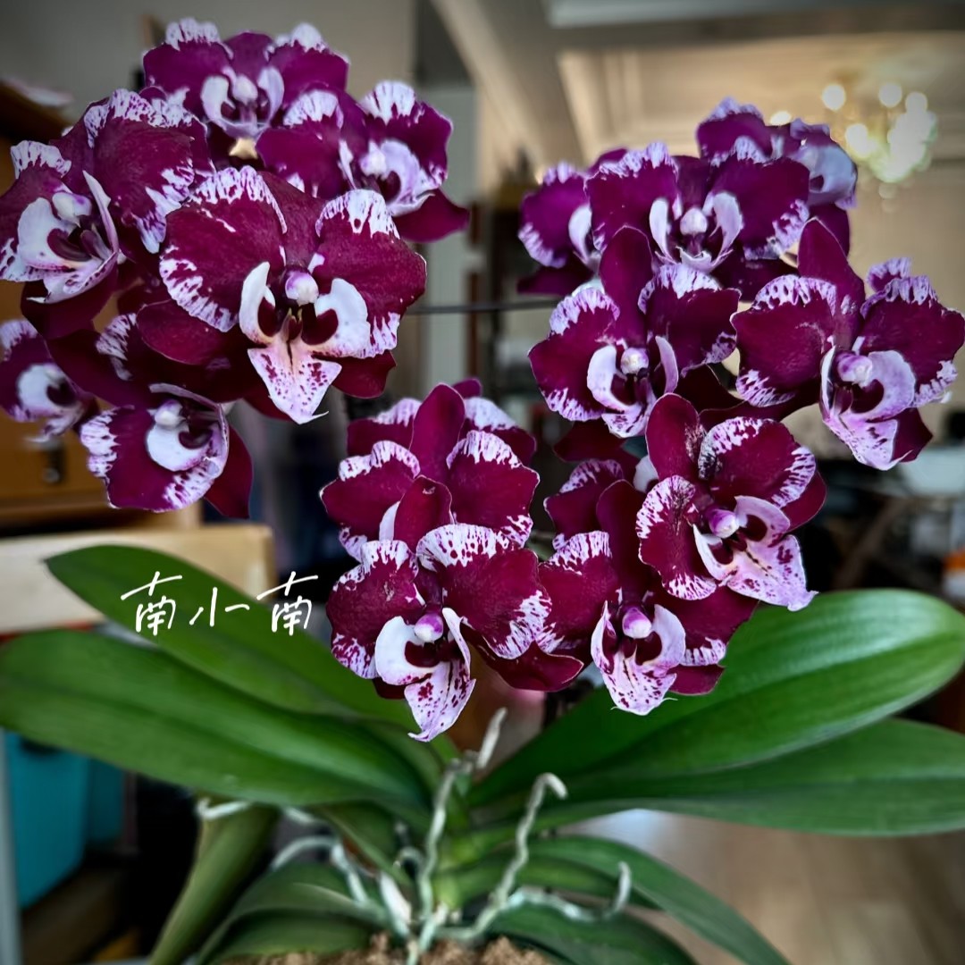 《蝴蝶兰美琪黑玫瑰》中花型2.8寸杯苗子