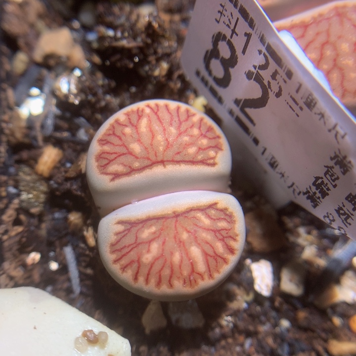 精品生石花125.82