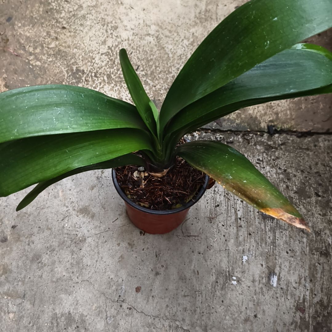 某***某完全开放多瓣大苗残叶特惠一棵