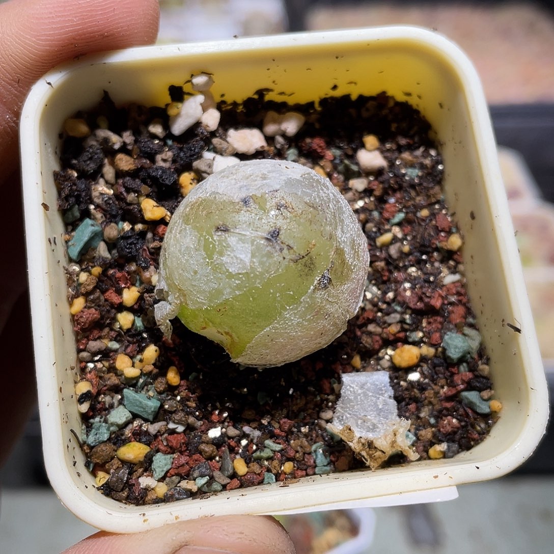 753当天凑满十八元包邮生石花