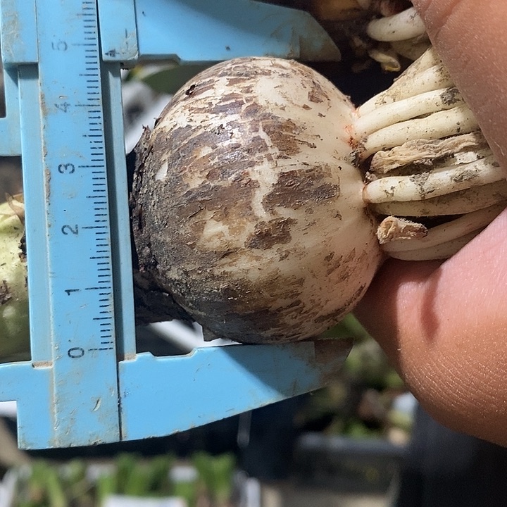 女王朱顶红四点五以上