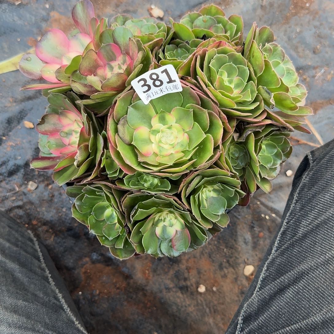381荔枝下播福利发货