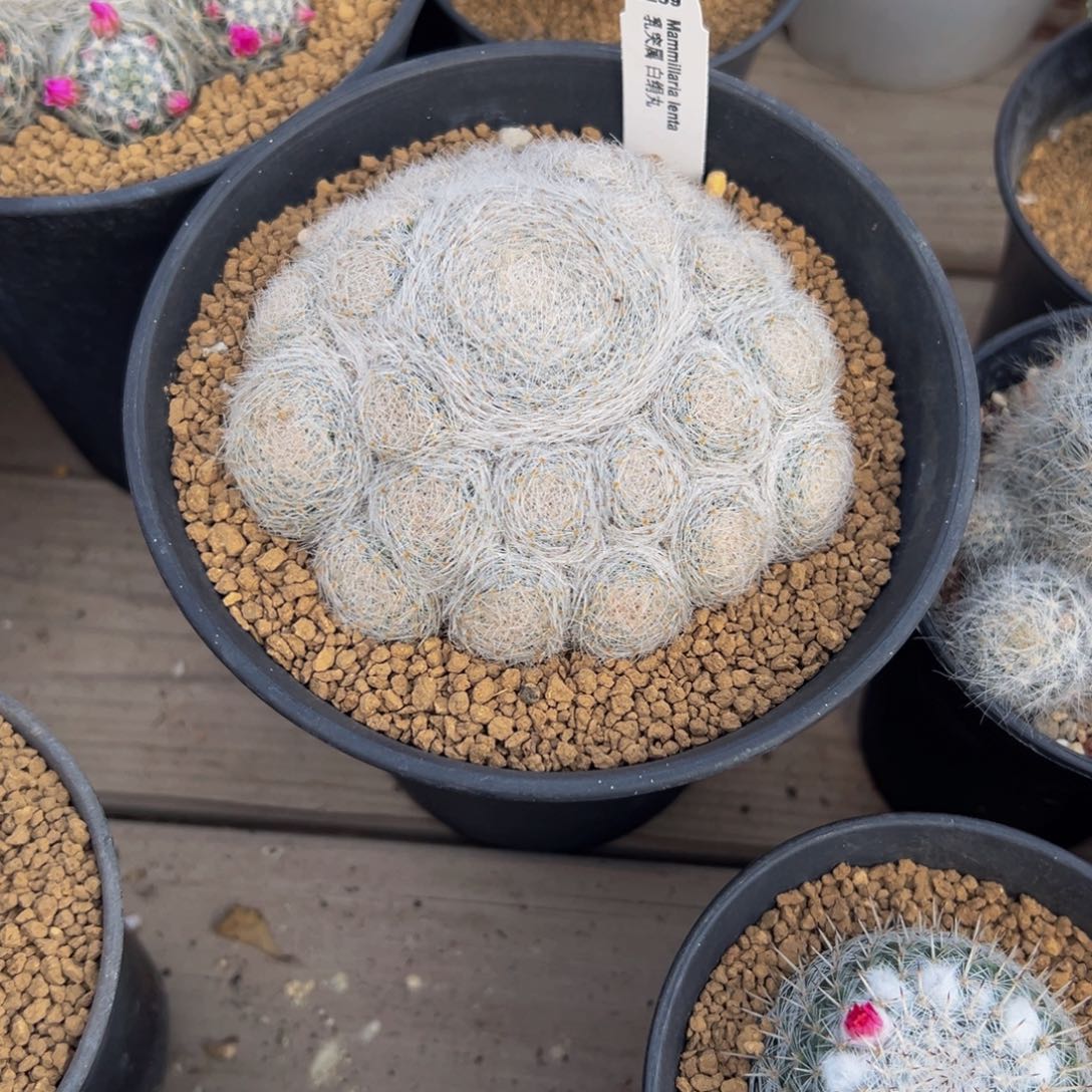 维**贝仙人球多肉植物脱土发