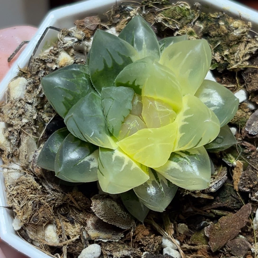 恭喜发财大吉大利0201北极之光