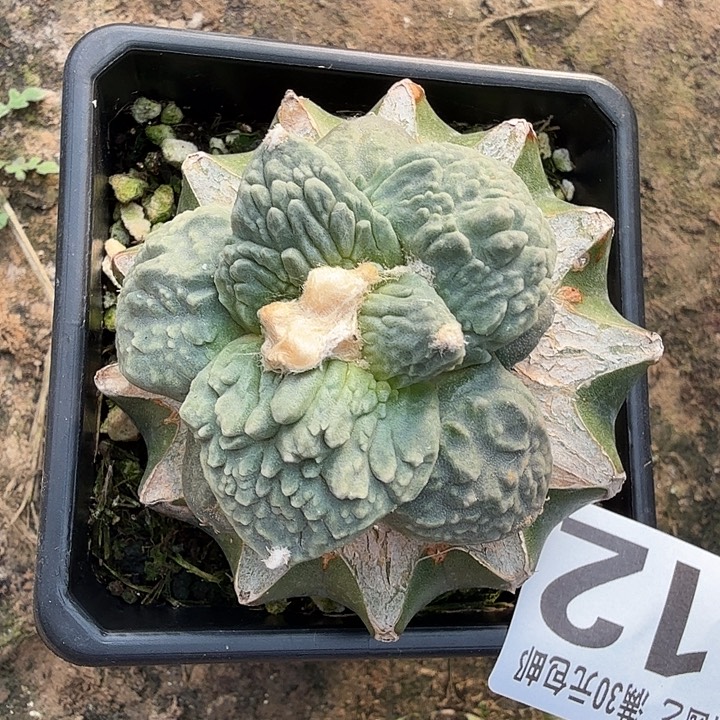 无花朵112梦幻哥怒牡丹东三