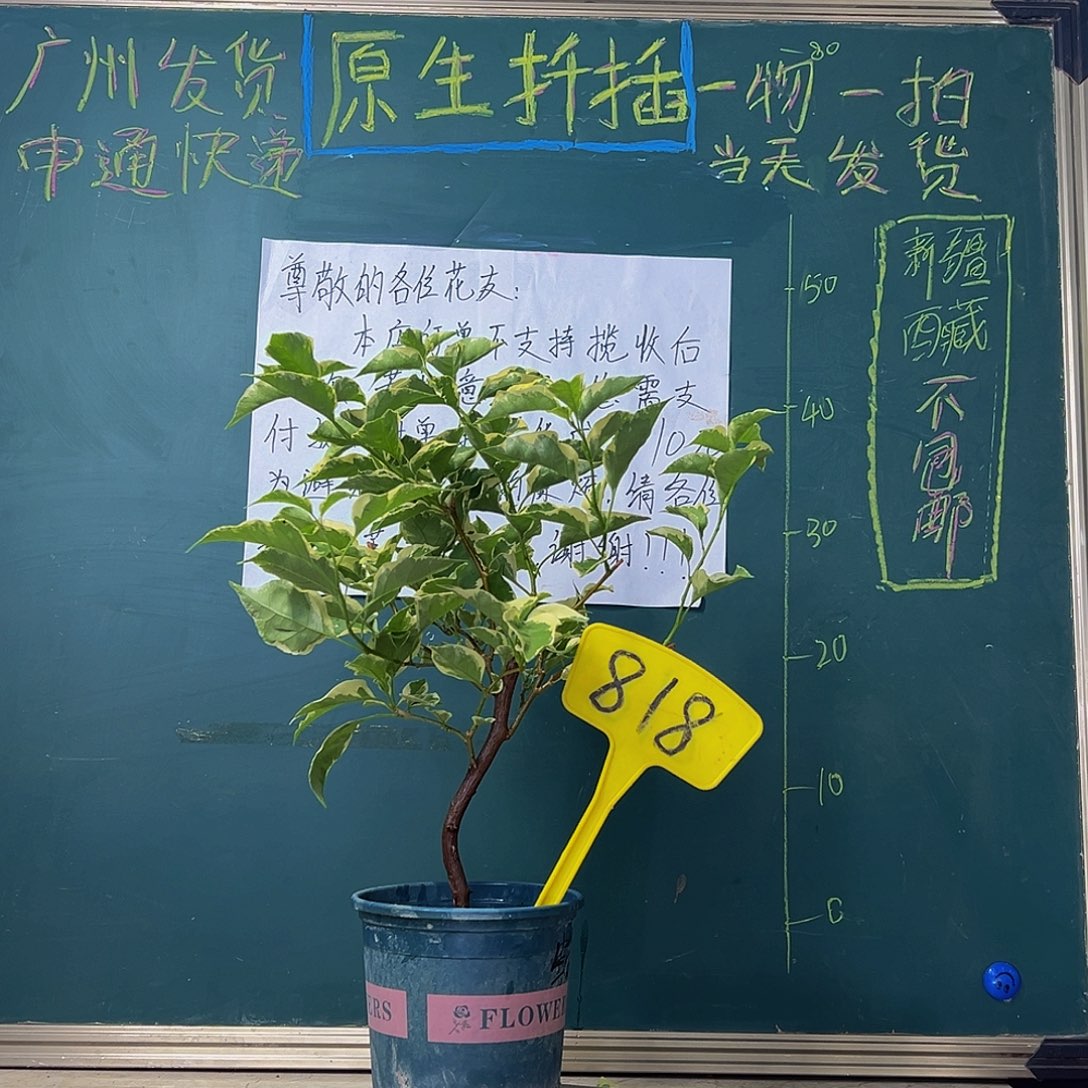 当前无花栽培后可以开花 蜡染粉  818