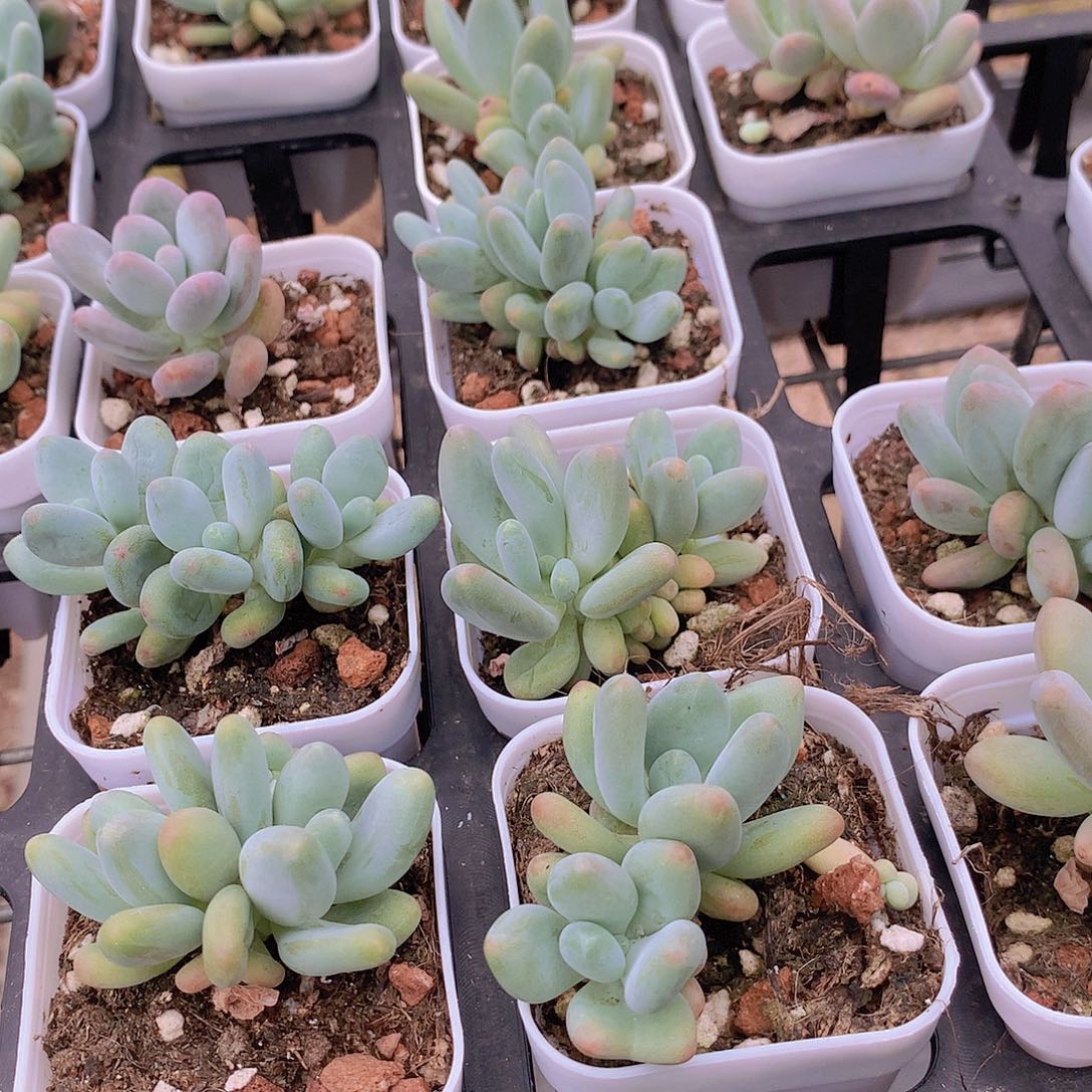 企鹅245667889990000