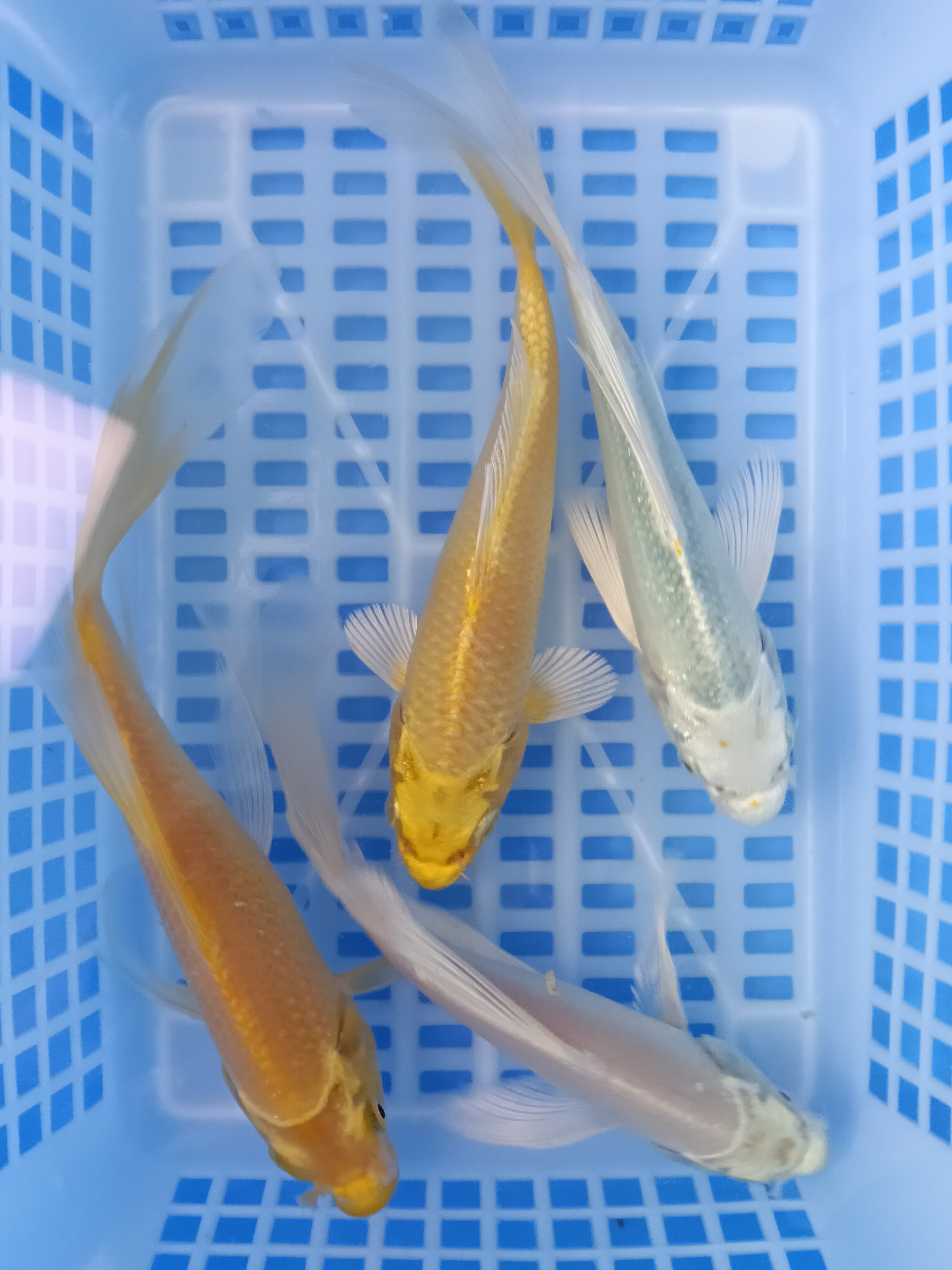 四季发财锦鲤草金混搭冷水观赏鱼好养耐活淡水鱼