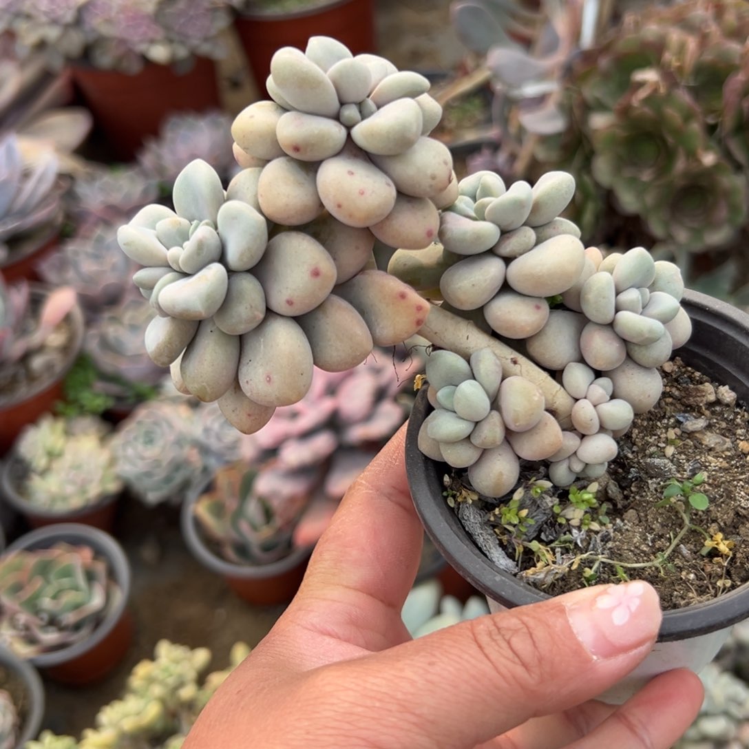 多肉植物多肉植物