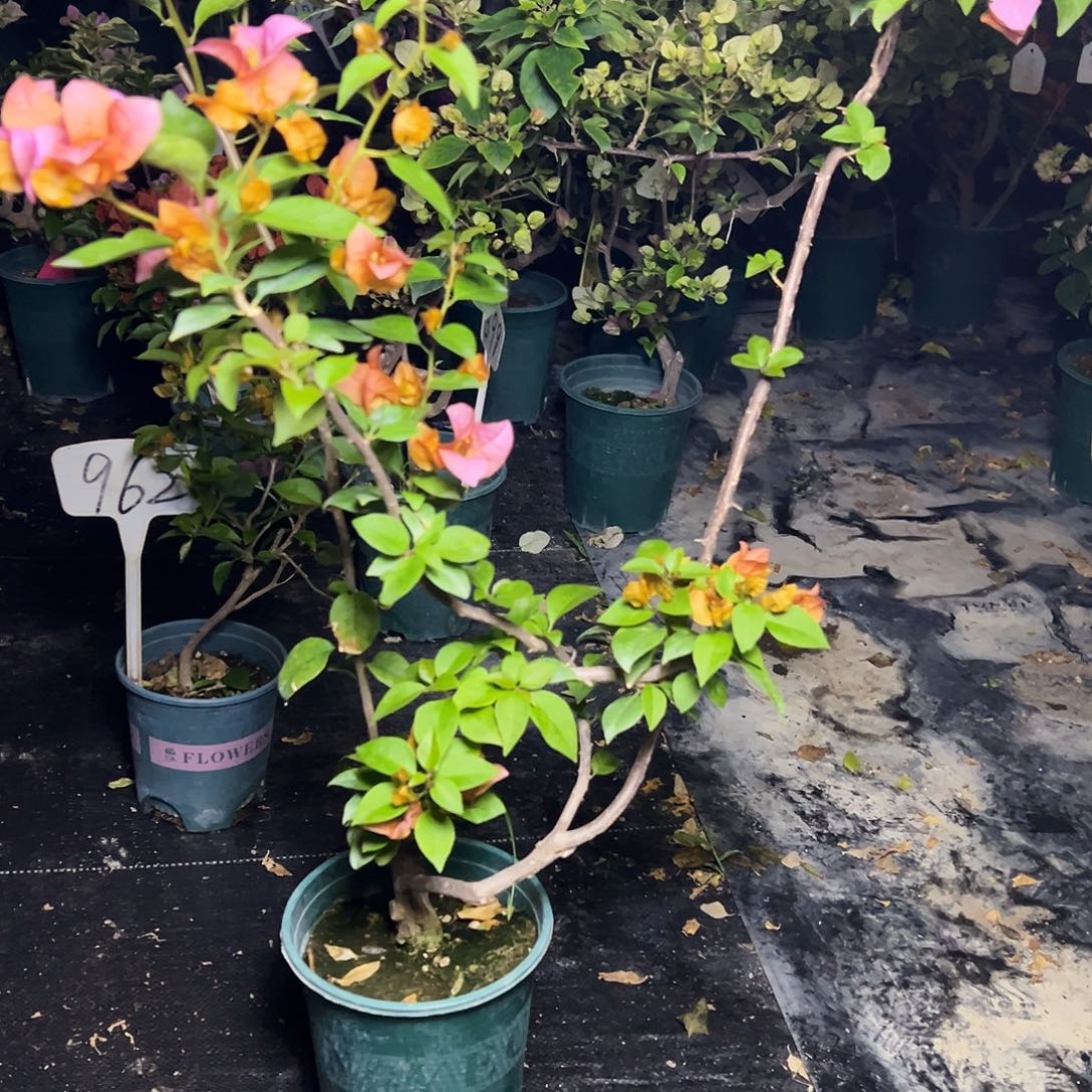 完全开放    金发女郎 原生小树头 2506