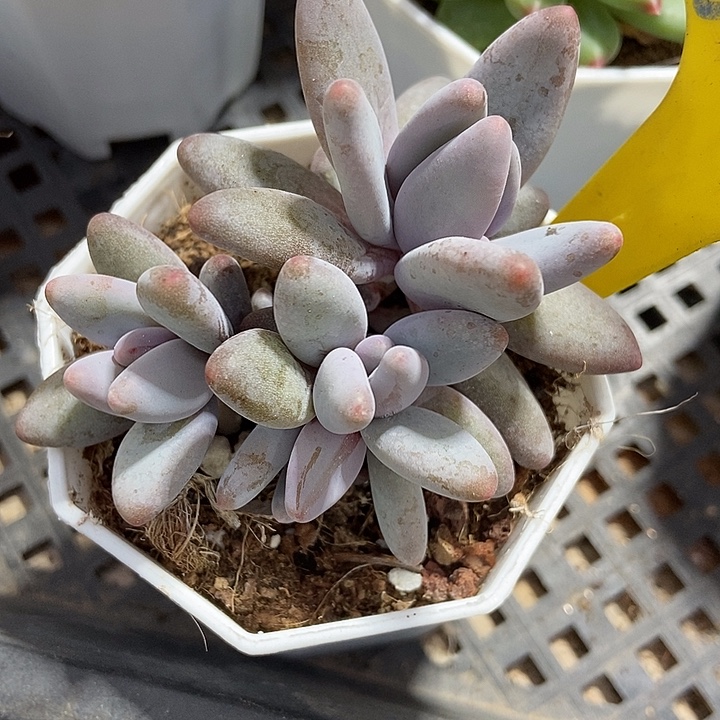 多肉植物企鹅621多肉