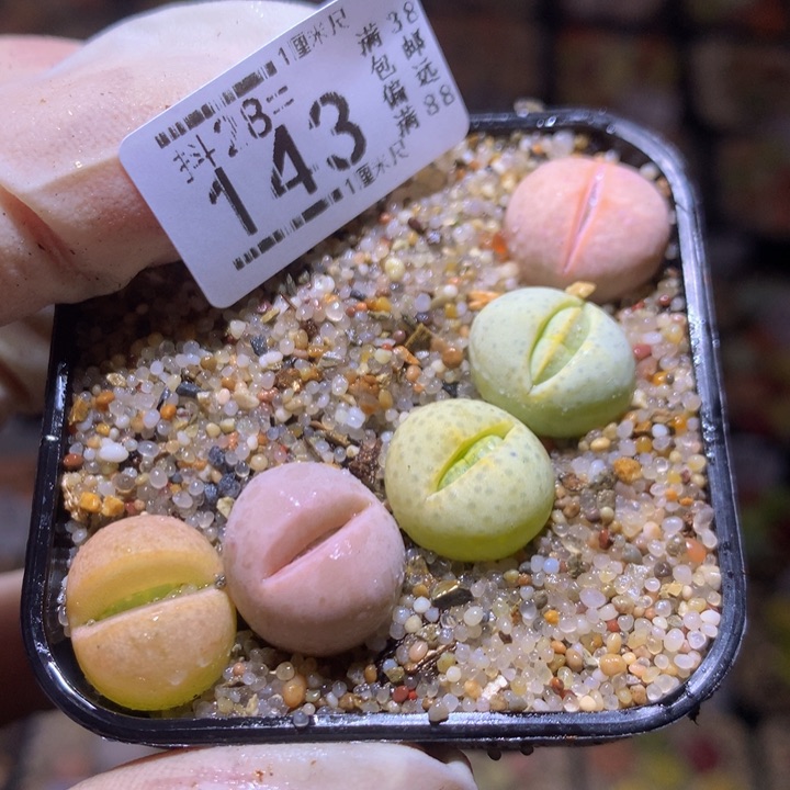 精品生石花28.143