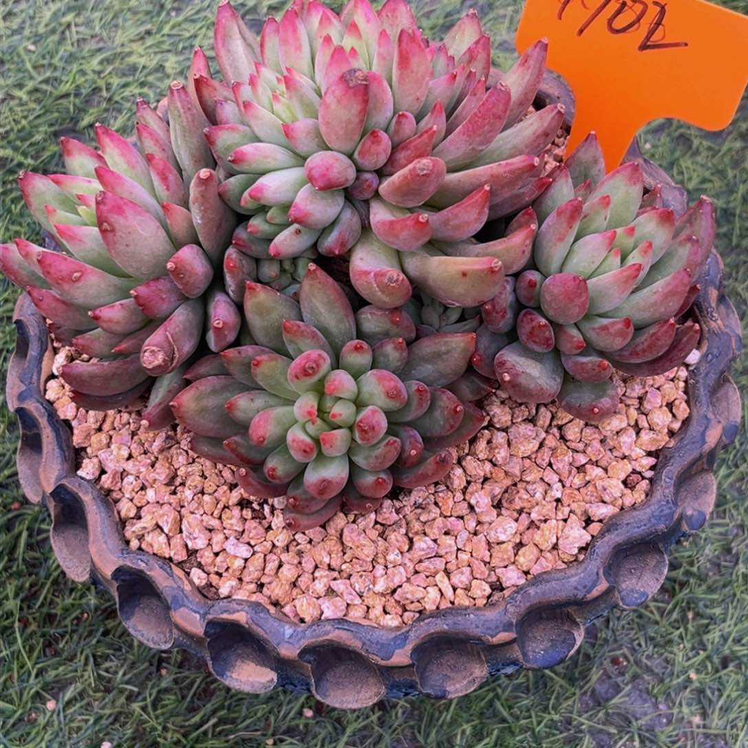 幕*1702下午多肉植物群生