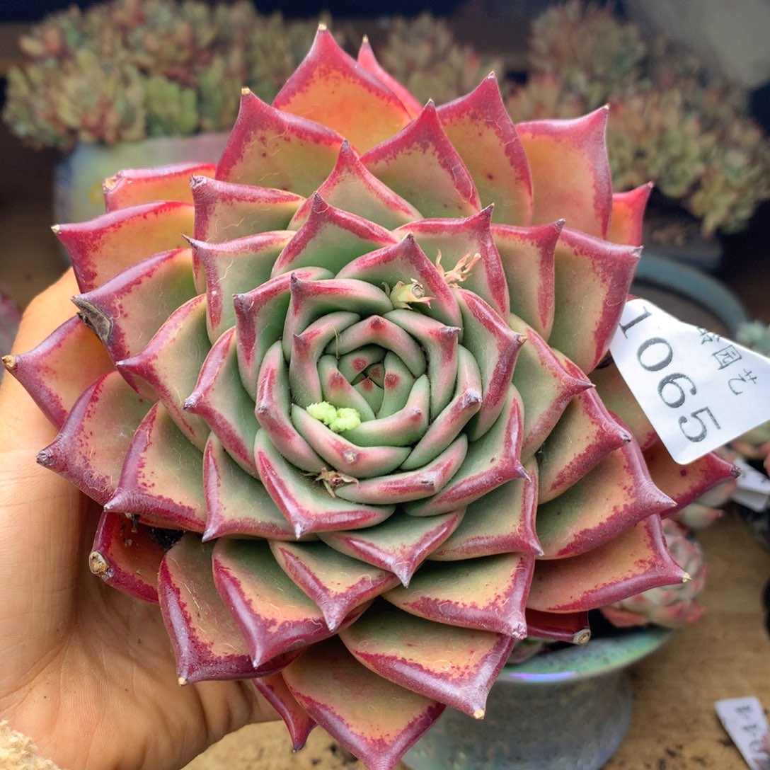 1065杂交精品基地11厘米