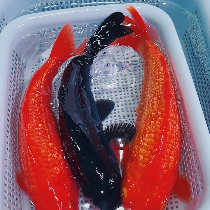 锦鲤锦鲤冷水观赏鱼