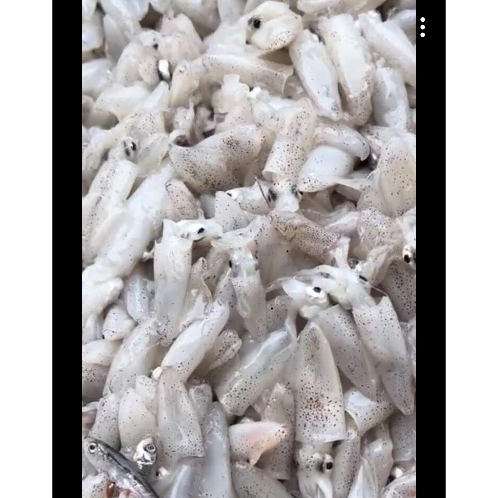 新鲜速冻海捕笔管鱼海兔子鲜嫩营养