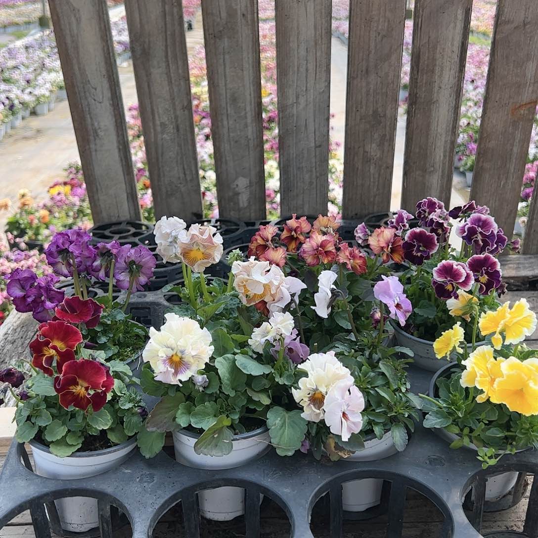 【闪购商品】011号