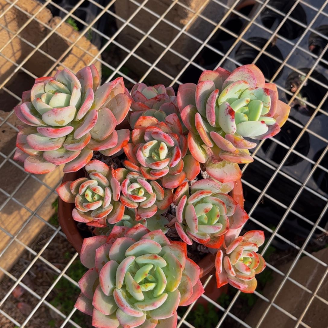 好姑娘多肉，白月光