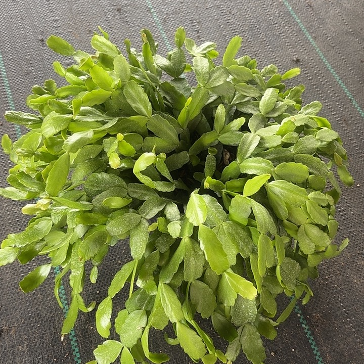 当前无花栽培后可以开花