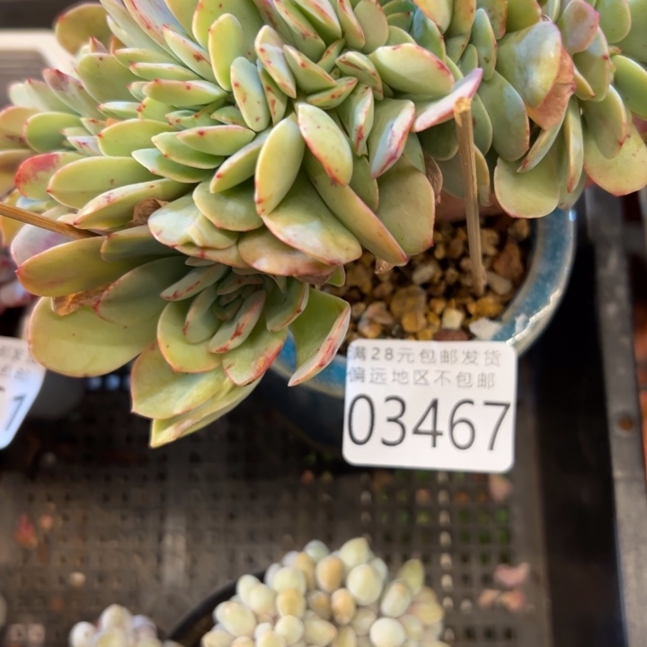 幸运的是我没有遇到过幸运