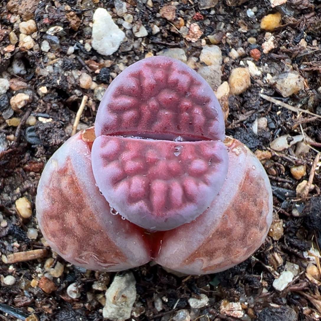 1.23好看的多肉436