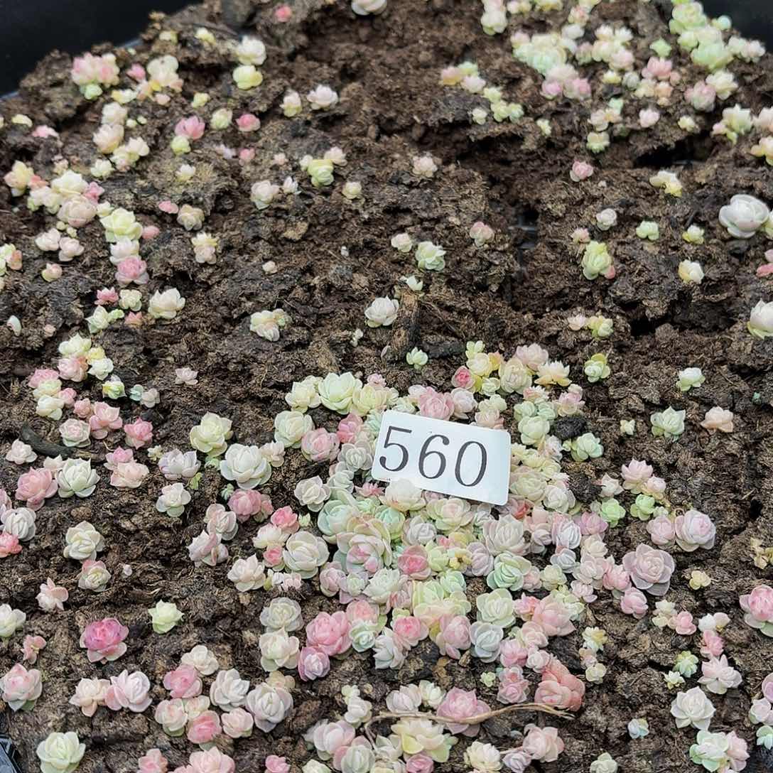 多肉植物多肉植物560