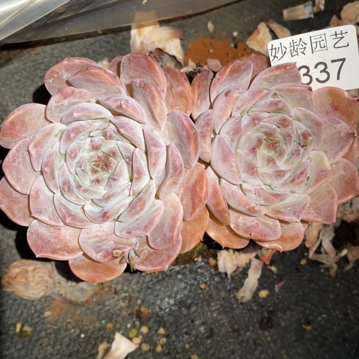 薄***@2337杂交老桩基地～12厘米