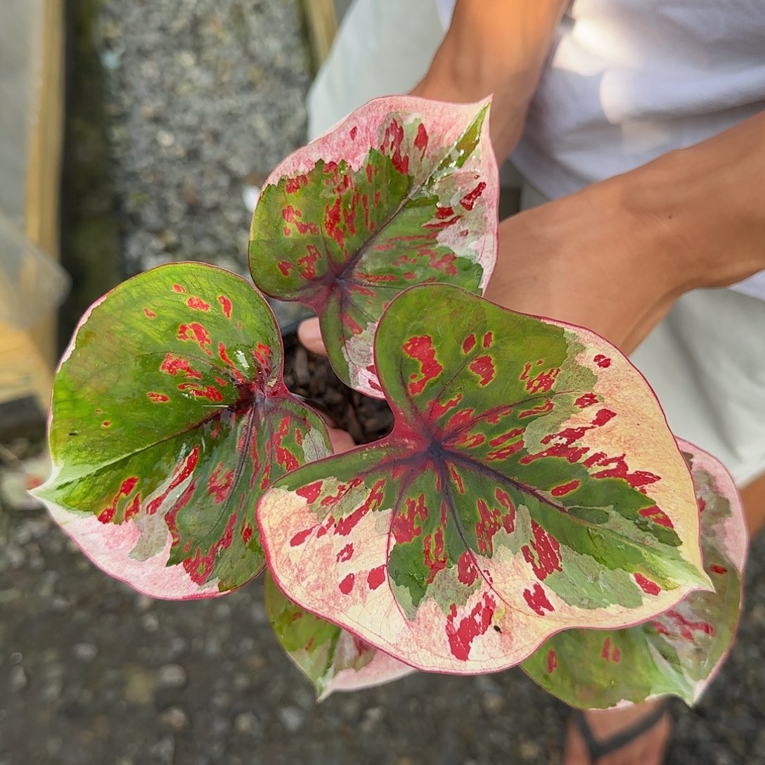完全开放泰彩白魔脱土发
