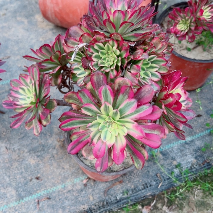 841舞天姬多肉植物