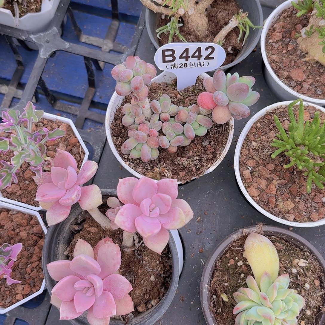 ?****茶B442苹果奶一物一拍