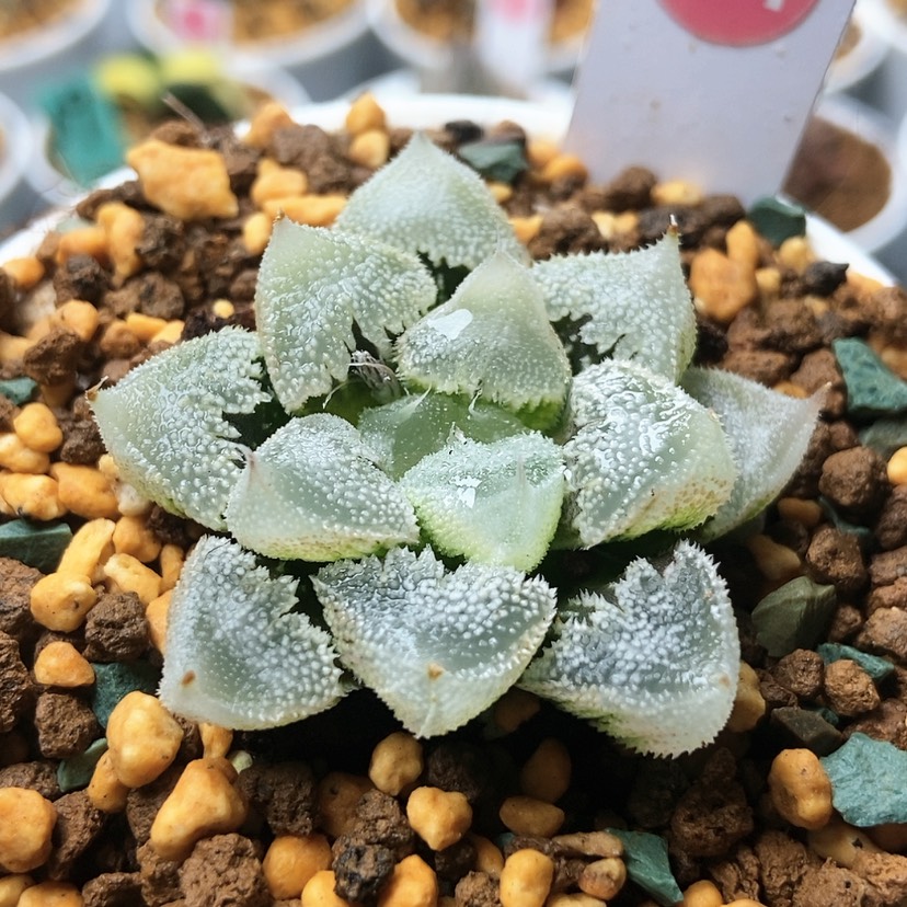 【闪购商品】全窗白帝21