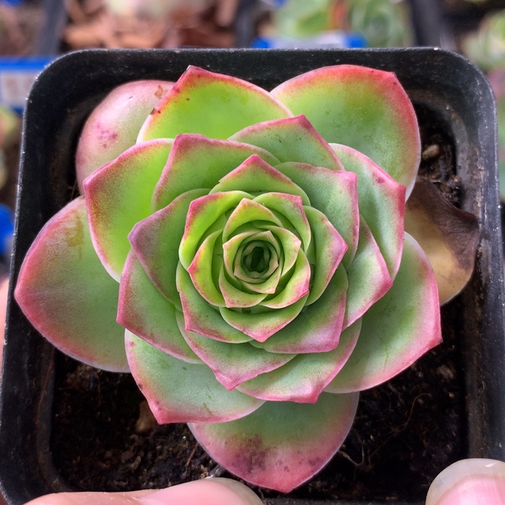 一物一拍紫陌尘721