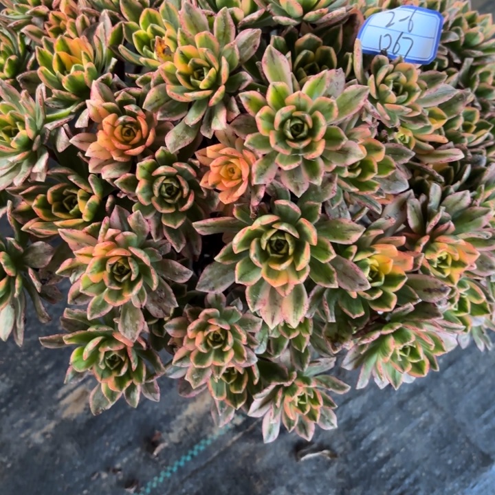 甜茶多肉断枝不包67